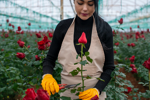 Beautiful woman farmer harvesting red roses for Valentine's Day