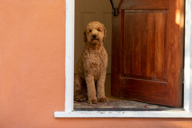 istock Goldendoodle Dog in Golden Hour Park 1299848262