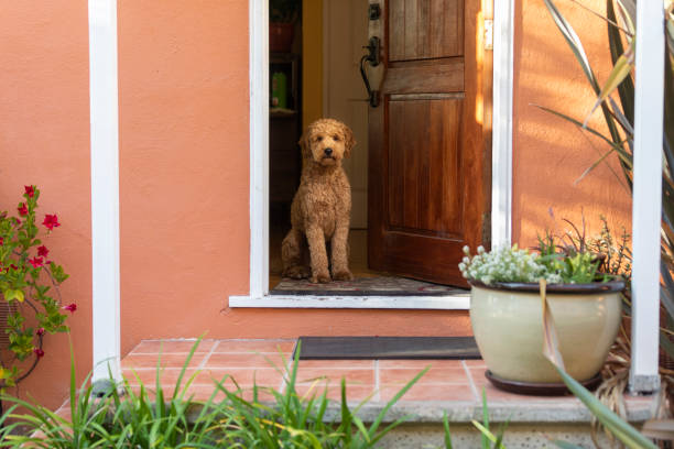istock Goldendoodle Dog in Golden Hour Park 1299848265