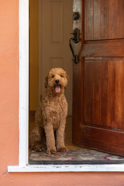 istock Goldendoodle Dog in Golden Hour Park 1299848268