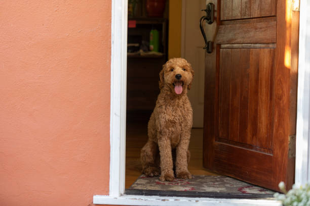 istock Goldendoodle Dog in Golden Hour Park 1299848270