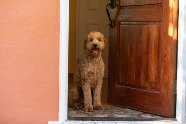 istock Goldendoodle Dog in Golden Hour Park 1299848272