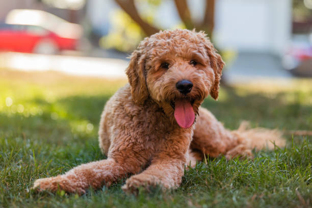 Goldendoodle Dog in Golden Hour Park High quality stock photos of a male Goldendoodle dog on a log in a park during a golden hour sunset. goldendoodle stock pictures, royalty-free photos & images