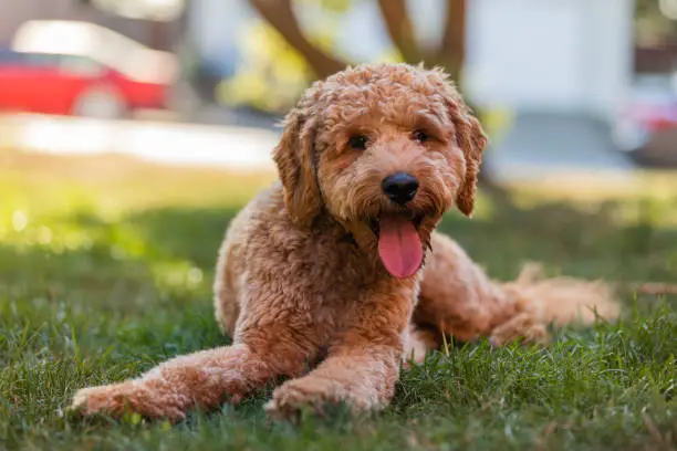 High quality stock photos of a male Goldendoodle dog on a log in a park during a golden hour sunset.