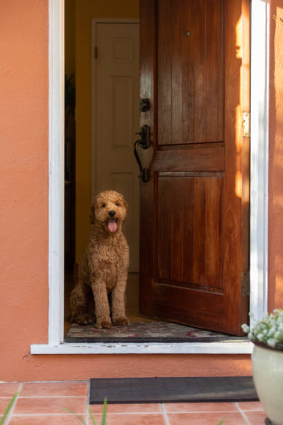 istock Goldendoodle Dog in Golden Hour Park 1299848278