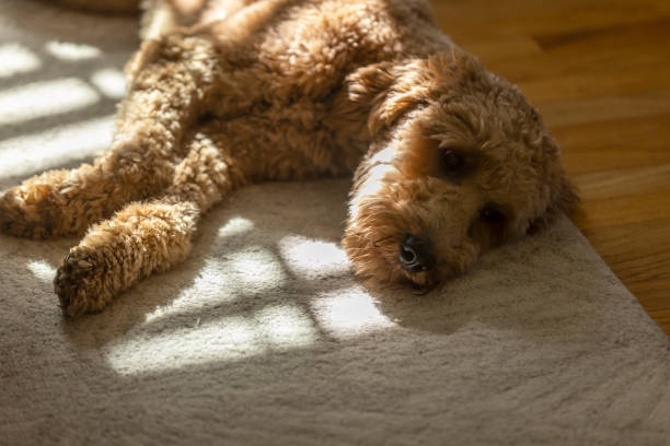 istock Goldendoodle at Home 1299848915