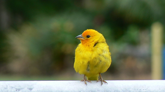 One orange-fronted yellow finch perching on fence.