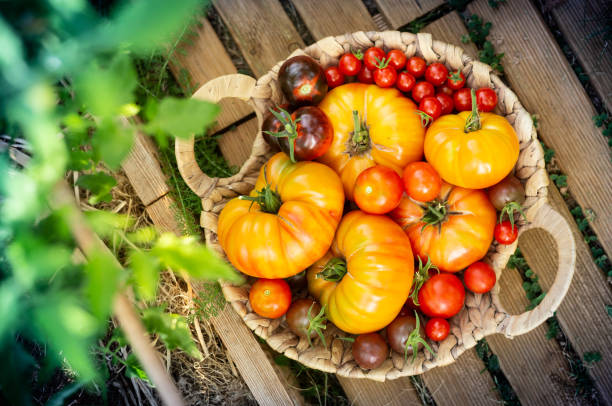 Harvest of red and orange tomatoes in a basket stock photo