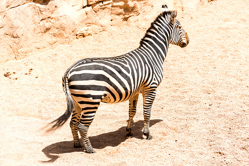 The Hartmann's mountain zebra, Equus zebra hartmannae is a subspecies of the mountain zebra found in far south-western Angola and western Namibia.