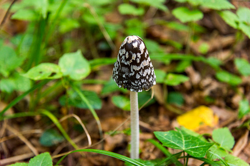 Coprinopsis picacea, magpie fungus, mushroom