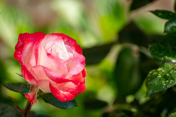 Pink and white big hybrid tea garden rose  close up, romanic background