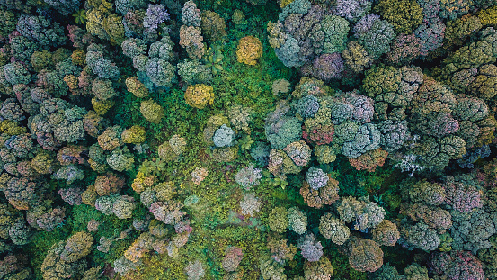 Colorful forest trees in rural Ciwidey, Bandung, West Java, Indonesia, from aerial top view. Drone photography