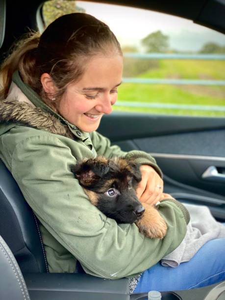 kobiety w samochodzie przewożącym owczarka niemieckiego szczeniaka - dog retrieving german shepherd pets zdjęcia i obrazy z banku zdjęć