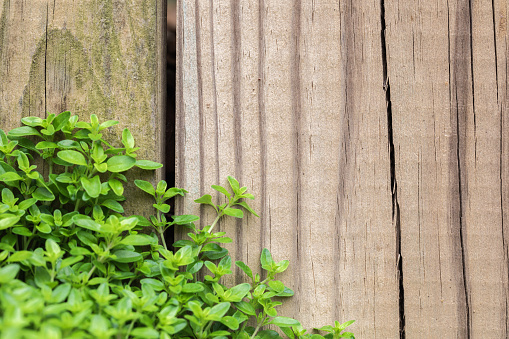Culinary herb thyme natural border growing on a wooden fence in a suburban kitchen garden
