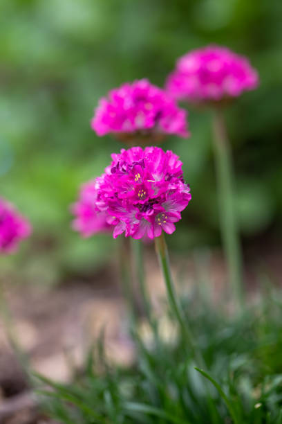 Globular shaped pink Sea Thrift 'Armeria maritima' flowers, Dusseldorf Pride variety, in full bloom in the garden in springtime