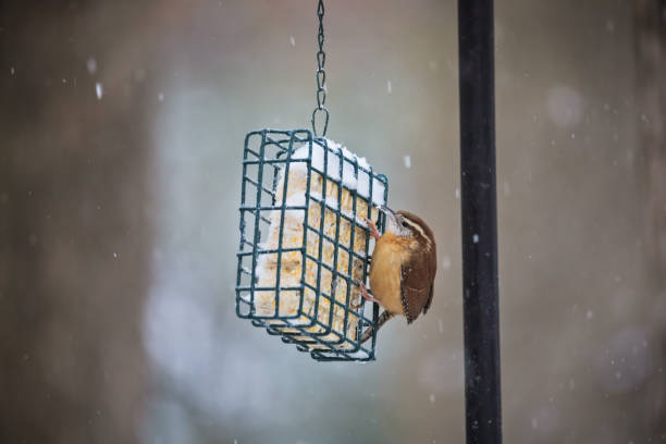 Carolina wren perched on a suet feeder eating a suet cake during a winter snowstorm