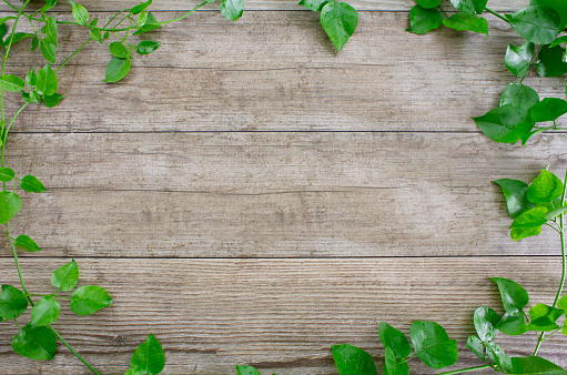 Green leaves on grey weathered rustic wood, creating a border of rich green foliage.\nShot from above, with copy space in the centre of the image. Flat lay.