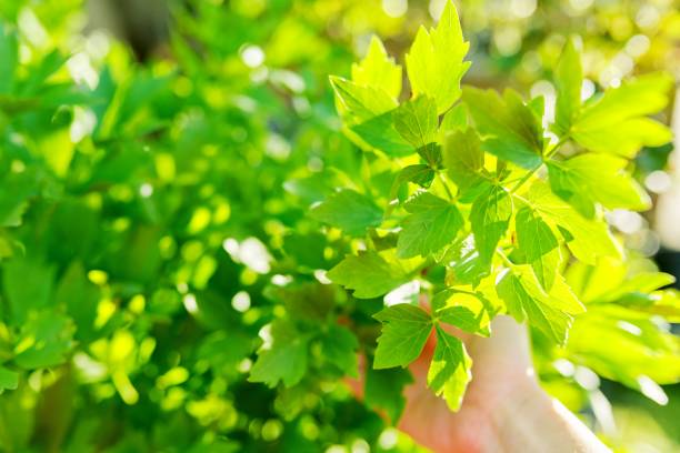 pianta di lovage, primo a portata di mano con foglie di primavera sul cespuglio - levisticum officinale foto e immagini stock