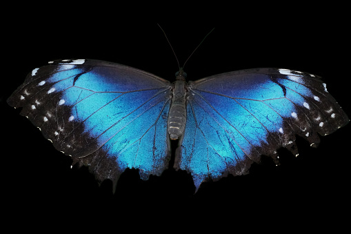 A Morpho peleides butterfly close-up cut out photo on a black background.