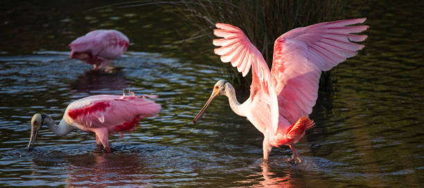 istock Birds of Jekyll Island 1299858541