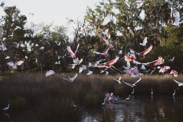 istock Birds of Jekyll Island 1299858548