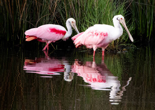 istock Birds of Jekyll Island 1299858574