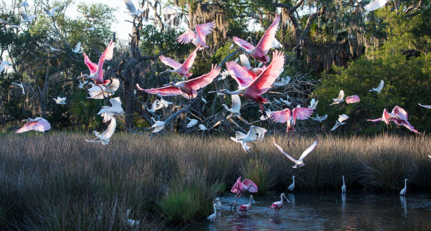 Birds of Jekyll Island