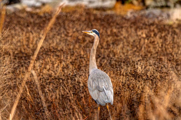 istock great blue heron standing in winter 1299858635