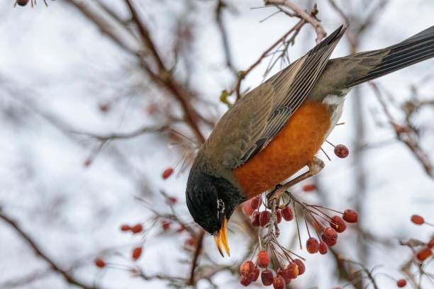 istock American Robin eating berries in a tree 1299858647