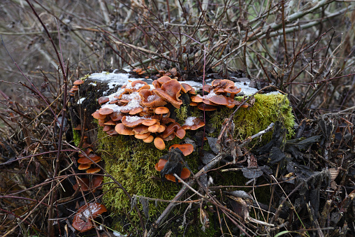 mushrooms on a stump in winter with snow