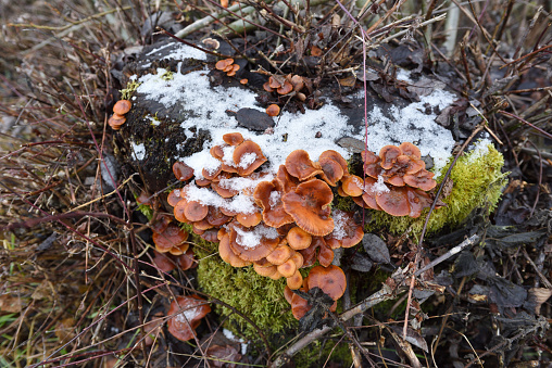 mushrooms on a stump in winter with snow