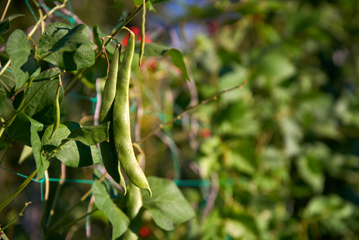 Green beans in a community allotment garden.