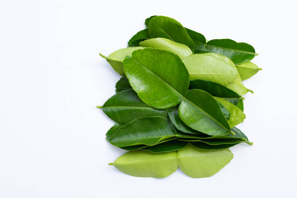 istock Bergamot kaffir lime leaves herb fresh ingredient isolated on white 1299859720