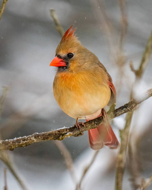 istock Female Cardinal on a perch in the snow 1299862519