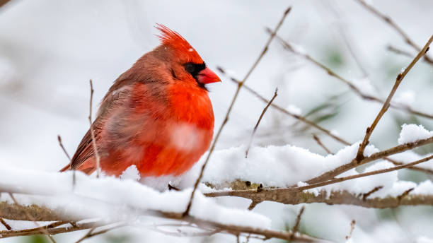 istock Big Male Red Cardinal Bird in the snow 1299862544