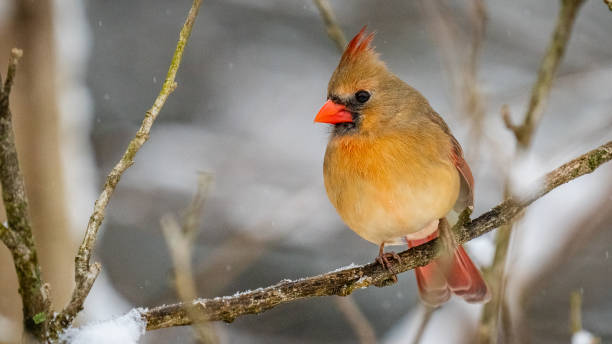 istock Female Cardinal on a perch in the snow 1299862545