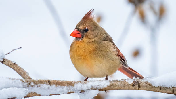 istock Female Cardinal on a perch in the snow 1299862605