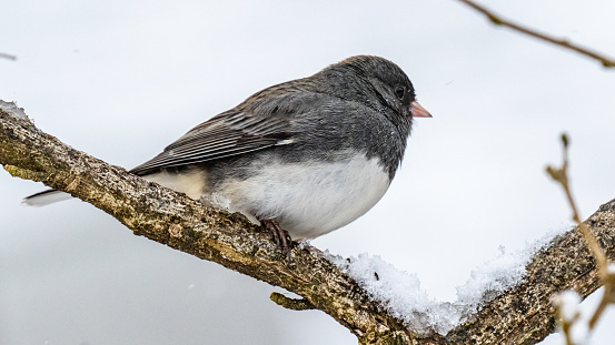 Junco bird in the branches in snow