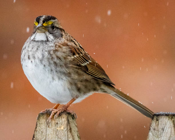 istock White throated sparrow in the snow 1299863502