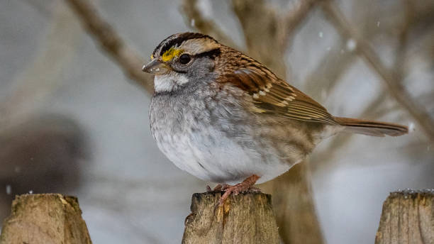 istock White throated sparrow in the snow 1299863516