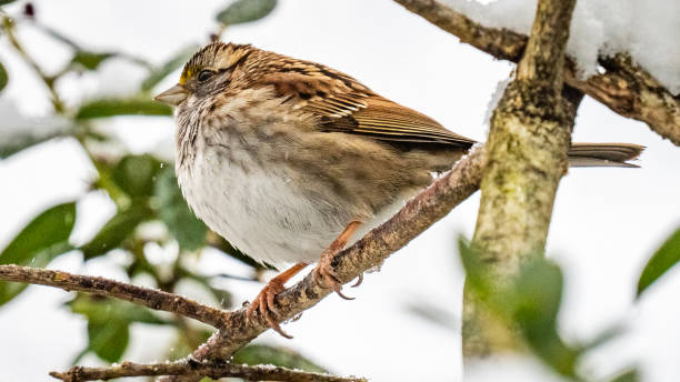 istock White throated sparrow in the snow 1299863522