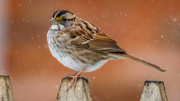 istock White throated sparrow in the snow 1299863526