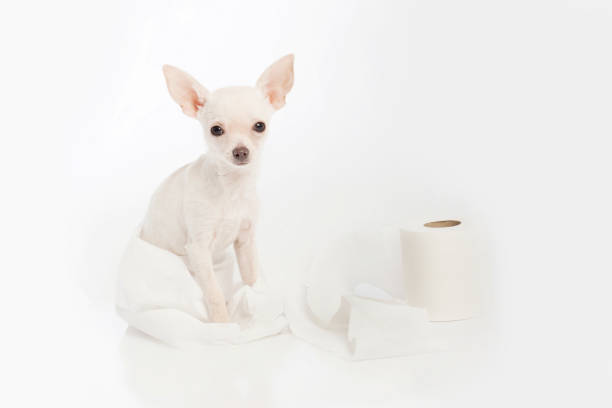 istock Puppy wrapped in toilet paper with white studio background 1299864804