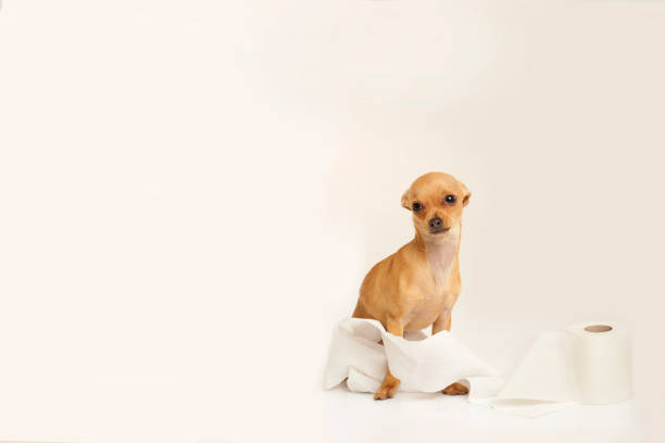 istock Puppy wrapped in toilet paper with white studio background 1299864812