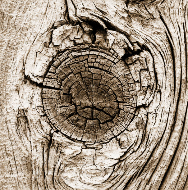 A detailed close-up of a wood knot in toned black and white.