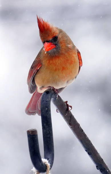 istock Northern Cardinal on the snow on the deck 1299865850
