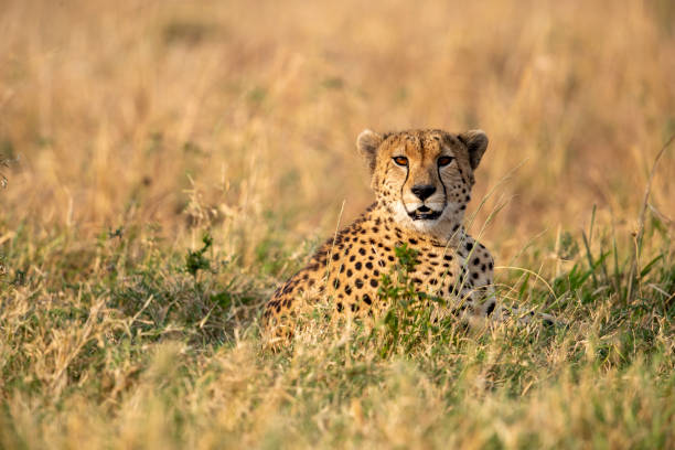 istock from a ground point of view, a cheetah is looking towards us 1299866487