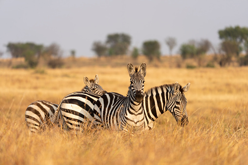 three zebras graze grass in the African plains in Seronera, Mara Region, Tanzania