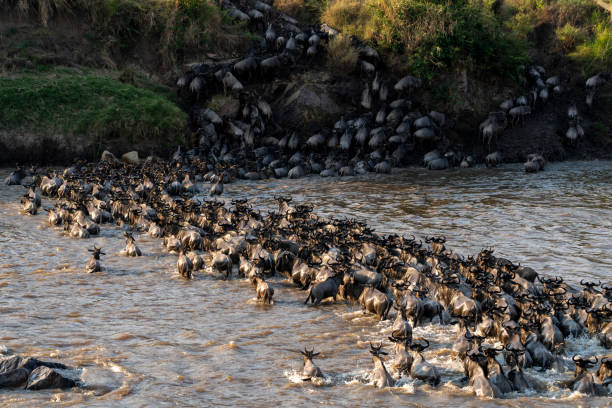 istock a group of wildebeest crosses a river during the annual migration 1299866502