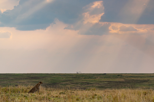a cheetah sits in the grass and looks around in Seronera, Mara Region, Tanzania
